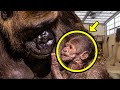 Gorilla Gives Birth To Baby. Then Doctors Realize Something Is Seriously Wrong!