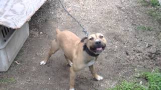 Img 0657 Tight Mountainmans Homer Double Inbred Tomboy