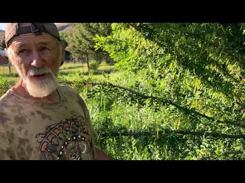 Video: Trælignende caragana (gul akacie): beskrivelse, træk ved plantning og pleje