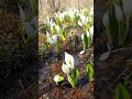 水芭蕉の森