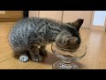 【保護子猫】保護して最初の食事に震えながら食べる子猫ちゃん! A kitten that protects and eats while trembling for the first meal!