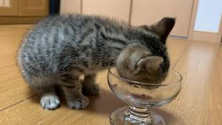 【保護子猫】保護して最初の食事に震えながら食べる子猫ちゃん A kitten that protects and eats while trembling for the first meal!