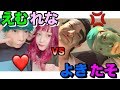 えむれなカップルと決着つけます【ブス極】