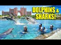 SWIMMING WITH DOLPHINS &amp; SHARKS at the LOST CITY OF ATLANTIS!!! Bahamas Vacation DAY #2
