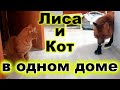 Лиса и Кот в Одном Доме - Жизнь с Лисой / MIKI THE FOX