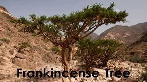 Why did people widely use frankincense in Biblical days when today we rarely use it for healing?