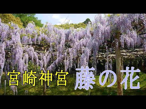 宮崎神宮に藤の花を見に行きました