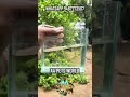 Purple Berry Dragon Guppy For Sales #importedguppy #purpleberrydragon #guppyfish #guppysales