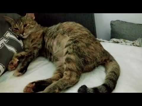 Wideo: Wczesne Skurcze I Poród U Kotów