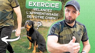 Surprenez votre chien avec ces NOUVEAUX exercices !