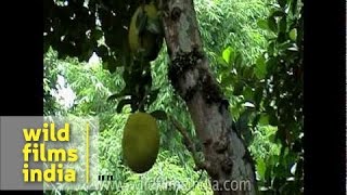 Jackfruit plantation in India