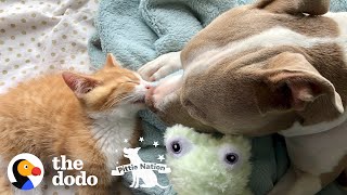 Tiny Kittens Help Heartbroken Pittie To Live Again | The Dodo Pittie Nation