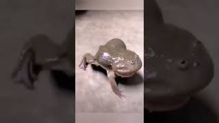 Вопящая жаба - хороший подарок? 🐸😛😁