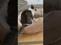 あ、ふみふみしてる