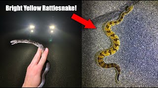 This Road was LOADED with Snakes!- Road Cruising for Rattlesnakes!!