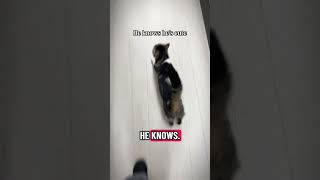 he’s not asking for attention he’s collecting what he’s owed #cat #cats #kitten @hardwarestorekitty