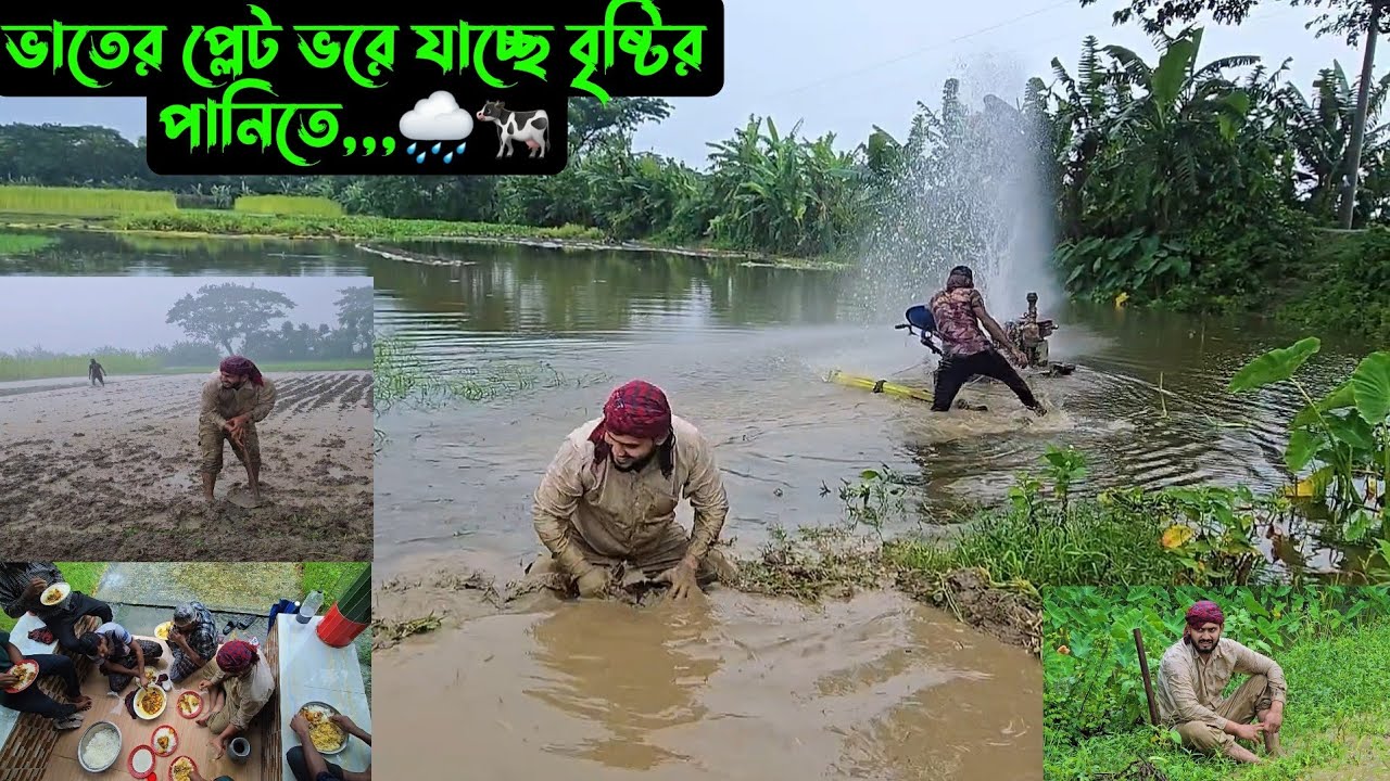 ভাতের প্লেট ভরে যাচ্ছে বৃষ্টির পানিতে,,,🌧🐄