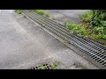 おたまこ40207🙀🙀😘小玉💞が歩いて🙀
