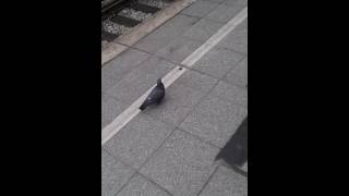 Famous Lustige Taube lol Net Worth