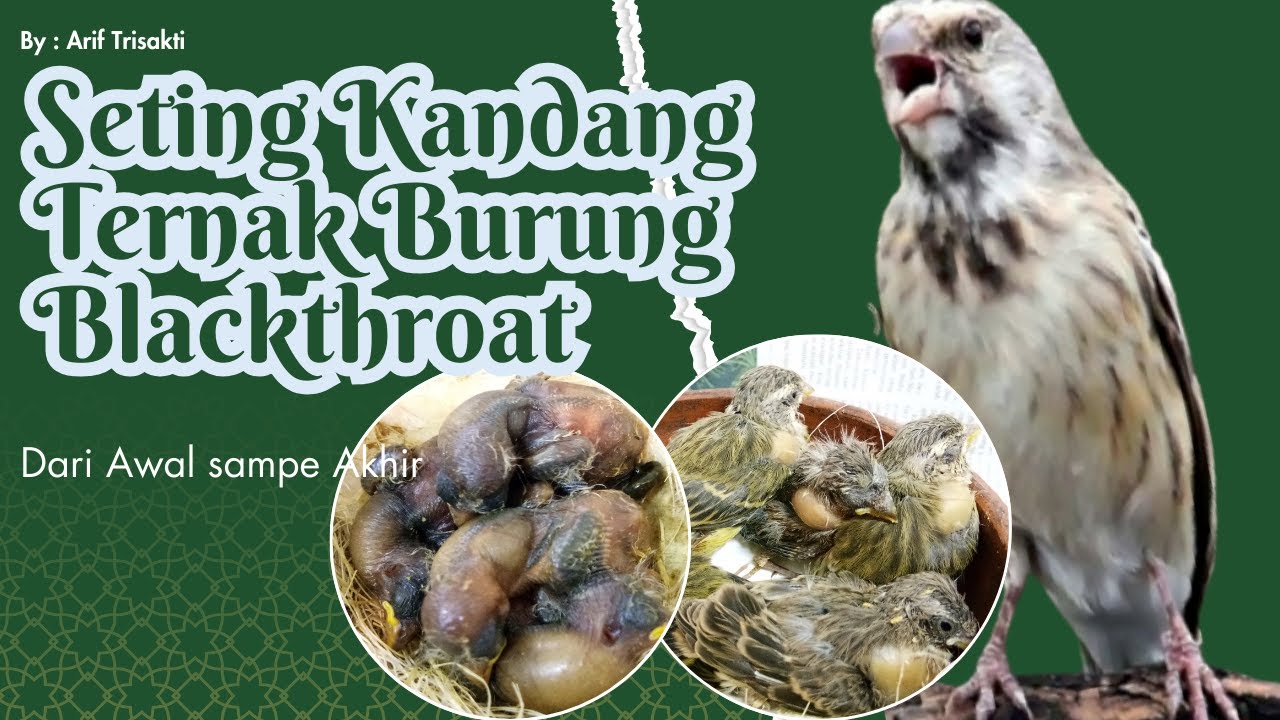 Seting Kandang Ternak Blackthroat dari Awal | Trisakti Bird Farm #burungblackthroat #ternakburung