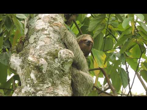 Sloth with moth in its nose