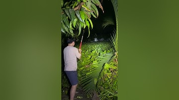 Câu cá sông thiên nhiên cá ăn liên tục #angiang #caucatunhien #cauca 