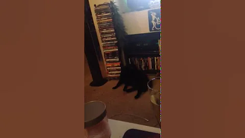 Cat Taunt