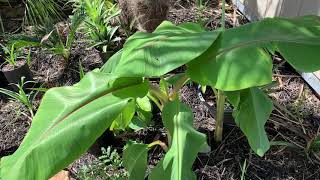 Central Texas tropical garden tour 2021