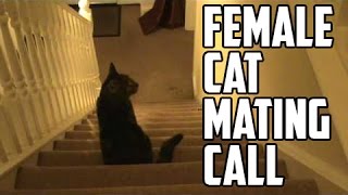 Trubble  Female Cat Mating Call