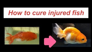 How to cure injured fish