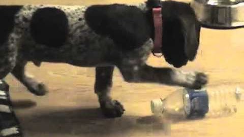 8 Week Old German Shorthaired Pointer Puppy