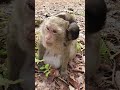 Wildlife monkeys 🐒💕🐒 #Shorts #ViralVideo #Trending #CuteAnimals #wildlife #MonkeyShorts