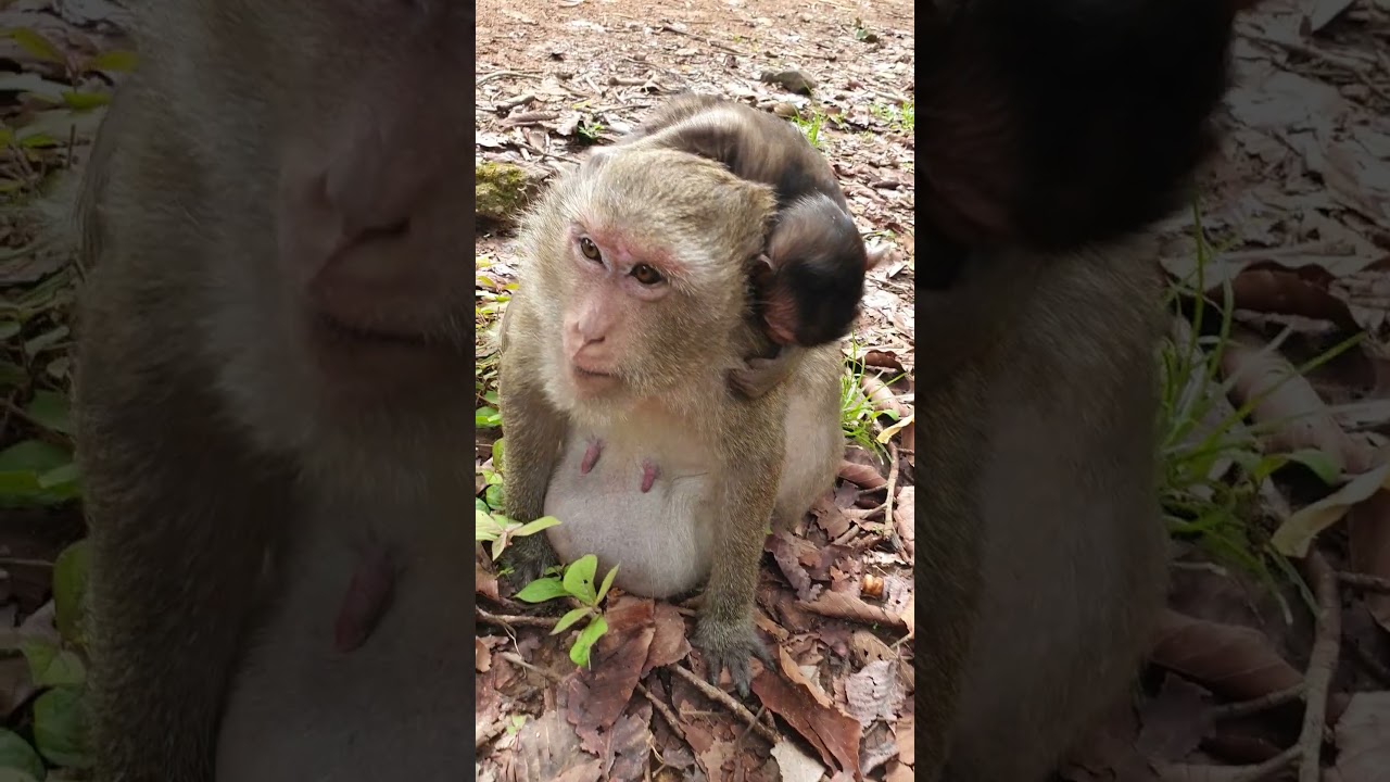 Wildlife monkeys 🐒💕🐒 #Shorts #ViralVideo #Trending #CuteAnimals #wildlife #MonkeyShorts