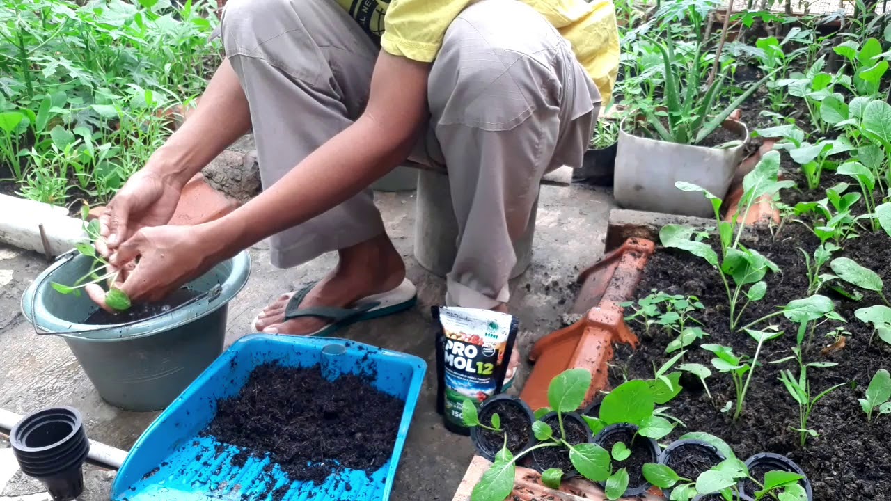 Tanam Sawi Dan Kangkung iOrganiki iHidroponiki Aquaponik 