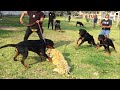 Gran encuentro de perros rottweiler - Encuentro poderoso de Rottweilers en cantidad