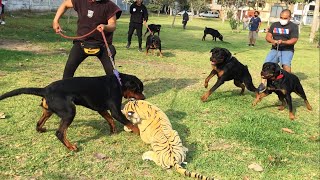 Gran encuentro de perros rottweiler  Encuentro poderoso de Rottweilers en cantidad