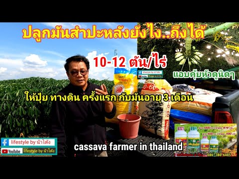 เทคนิคการปลูกมันสำปะหลังยังไง. ให้หัวดกใหญ่ ใส่ปุ๋ยทางดิน ห้วยบง 90# cassava farmer in thailand