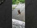 遡上する鮭を待つTung氏