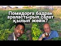 #Биогумус# биоорганикалық жемістер.  Биогумус бизнес