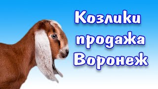 Нубийские козлики и козочки: обзор продающихся