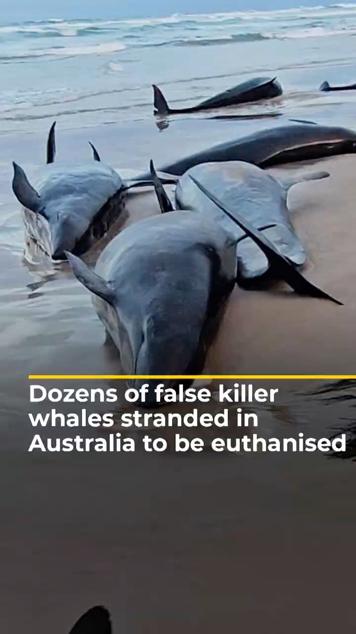 Dozens of false killer whales stranded in Australia to be euthanised | AJ #shorts
