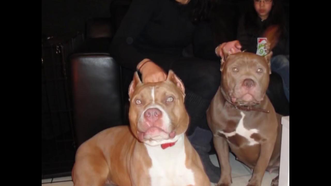 MY REDNOSE FEMALES XXL AMERICAN BULLY PITBULLS - YouTube