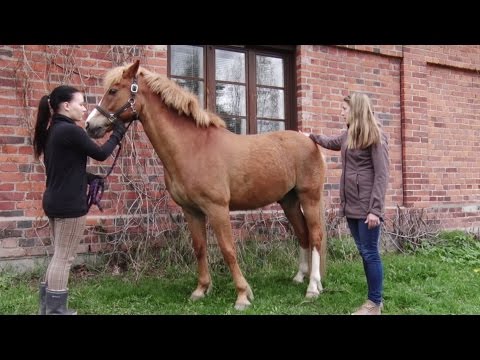 Video: Furioso-hevosrotu Hypoallergeeninen, Terveys- Ja Elämänalue