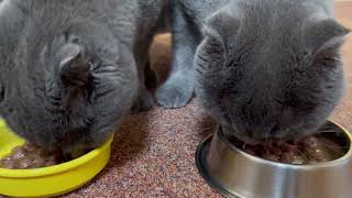 Сильный нюх на еду у кошек!🙀 Cats have a strong sense of smell for food!