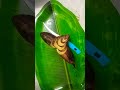 art#fruit#food#banana#banana flower carving#banana flower cutting style garnish idea#shorts#banana .