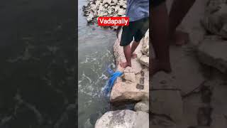 big fish hunting