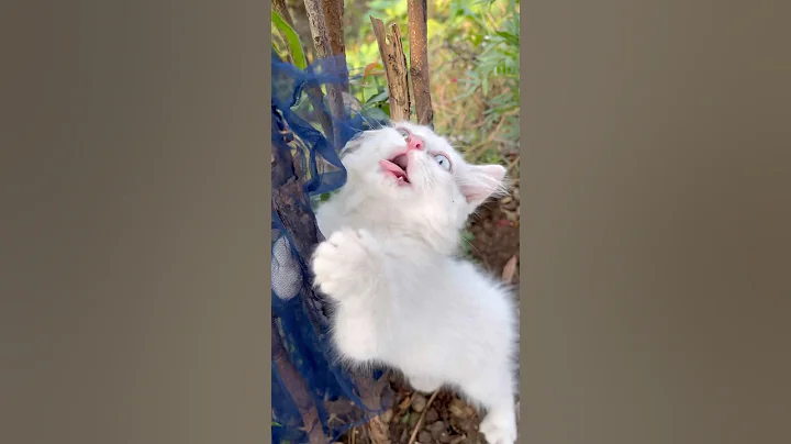 Watch the video about Persian cat #cat #facts #kitten