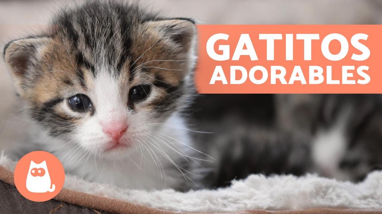 Vídeos de GATITOS BEBÉS ? ¡Gatos Tiernos y Graciosos! - YouTube