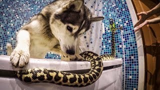 Не для слабонервных ! Змеи и хаски / Snakes and husky Не для слабонервных ! Змеи и хаски / Snakes and husky