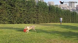 Köpek Frizbi Eğitimi - Border Collie #köpekeğitim